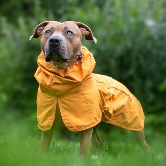 Brown Pit Bull wearing yellow waterproof dog raincoat outdoors in green grass