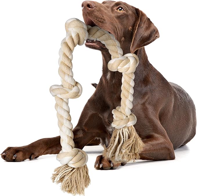 Chocolate Labrador holding large 36 inch cotton rope toy with multiple knots and tasseled ends