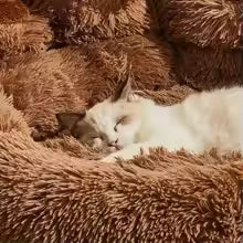 Pet Dog Sofa Beds for Small
